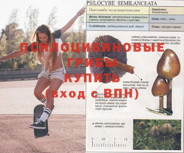 прущие грибы Баксан