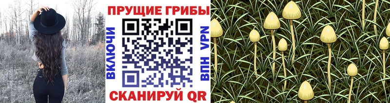 Псилоцибиновые грибы Cubensis купить закладку darknet формула Заречный